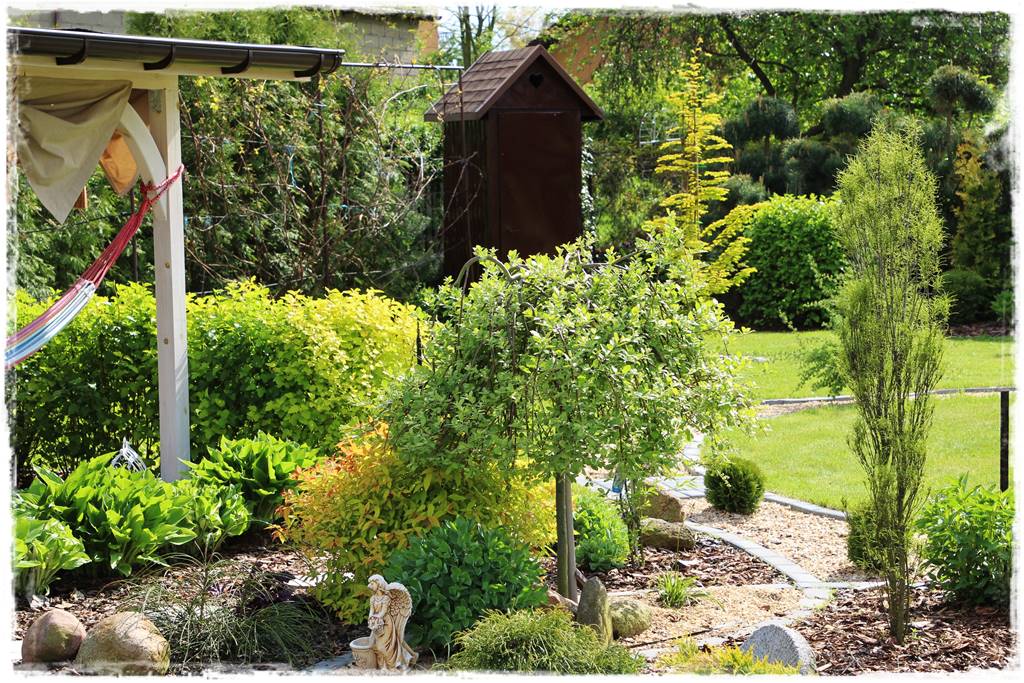 wierzby ozdobne w ogrodzie 4d