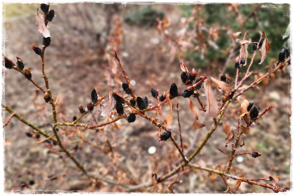 wierzby ozdobne w ogrodzie 5