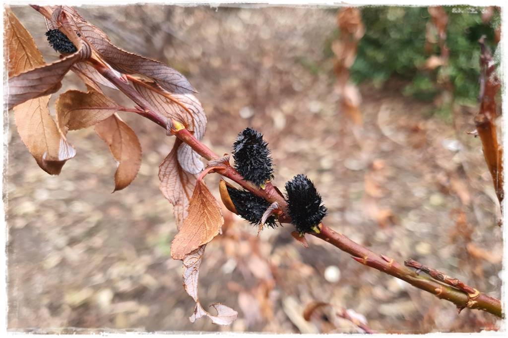 wierzby ozdobne w ogrodzie 5a