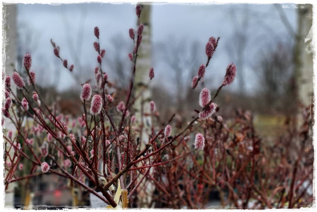 wierzby ozdobne w ogrodzie 6