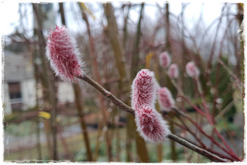 wierzby ozdobne w ogrodzie 6a