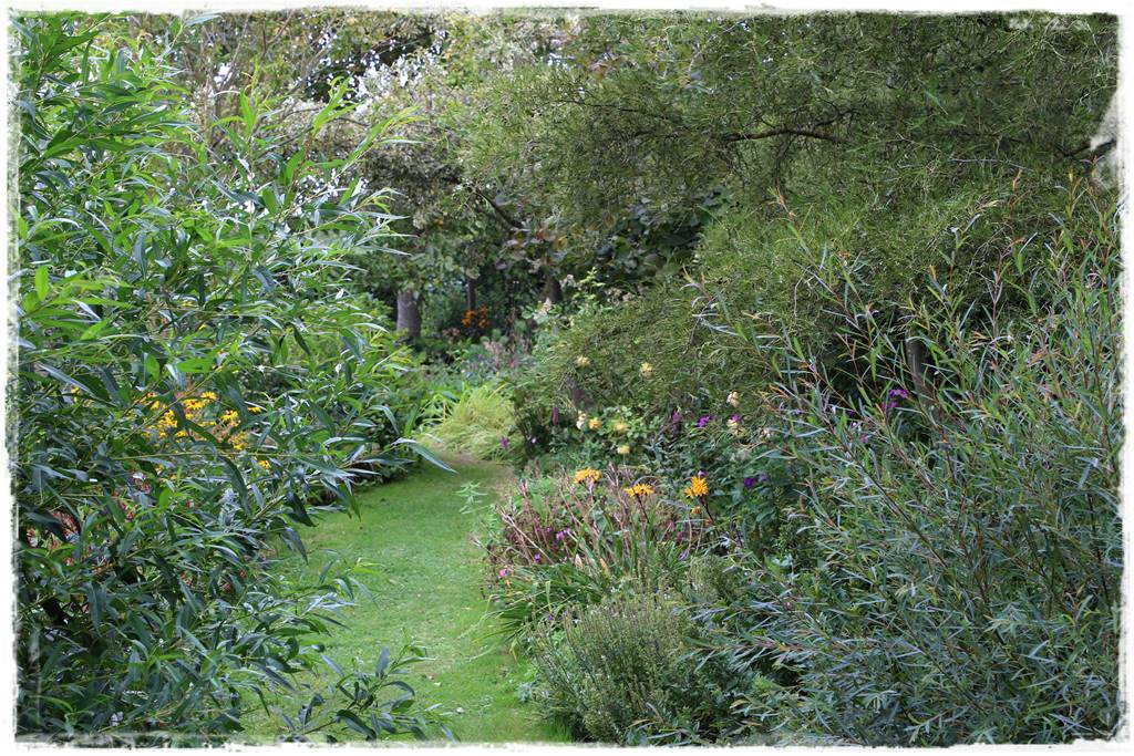 wierzby ozdobne w ogrodzie 7