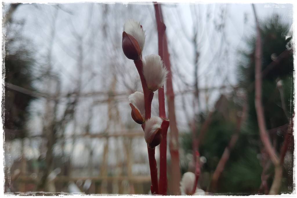 wierzby ozdobne w ogrodzie 7a