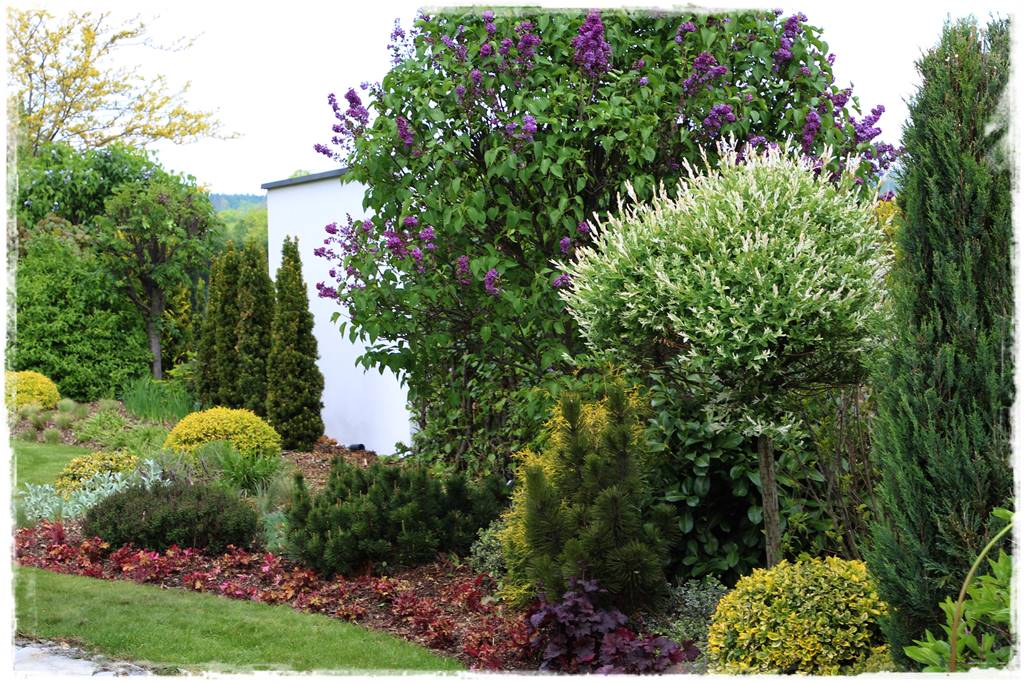 wierzby ozdobne w ogrodzie 8