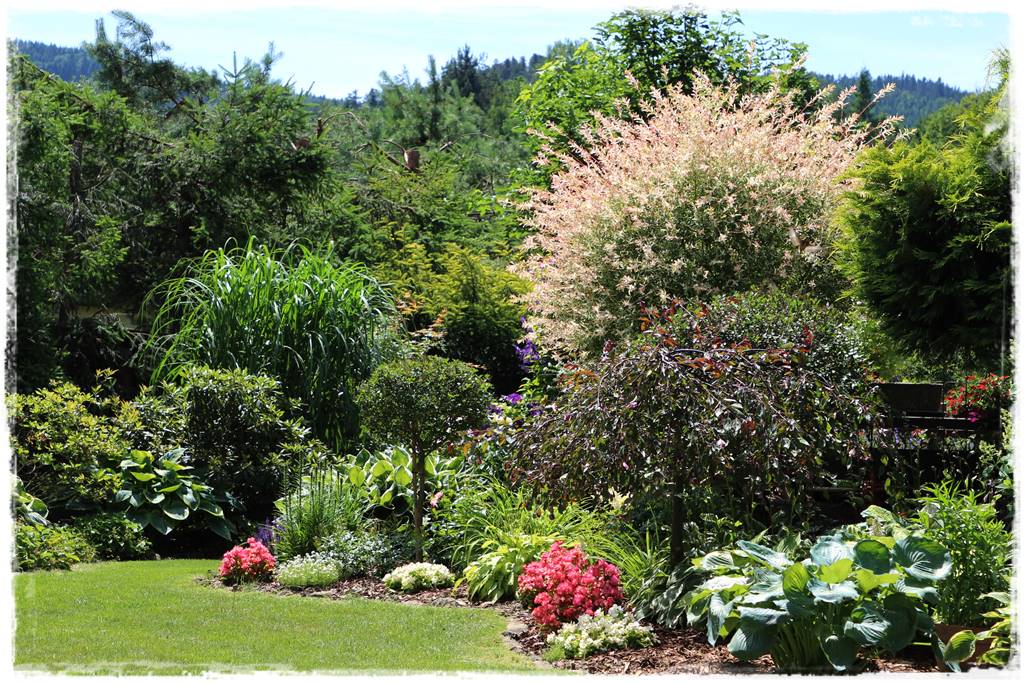 wierzby ozdobne w ogrodzie 8b