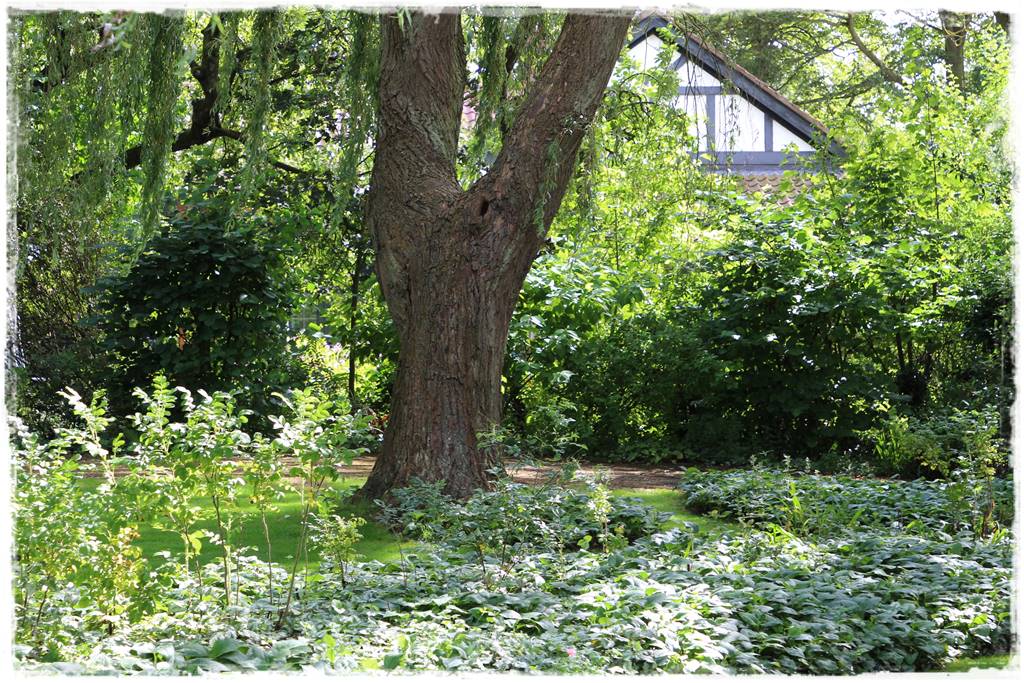 wierzby ozdobne w ogrodzie 9