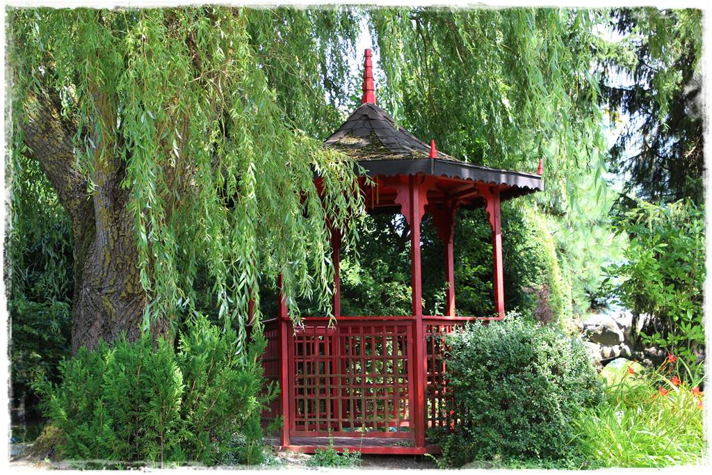 wierzby ozdobne w ogrodzie 9a