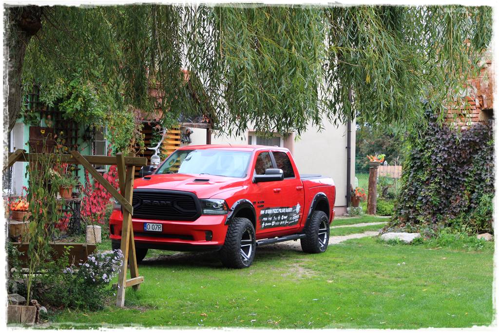 wierzby ozdobne w ogrodzie 9b