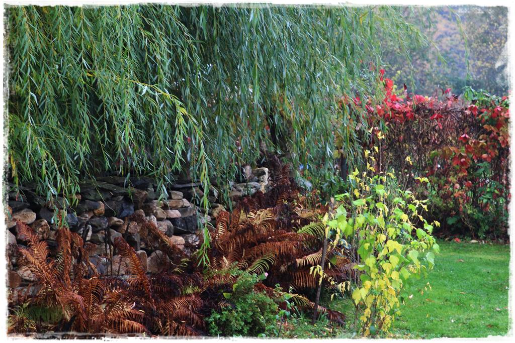 wierzby ozdobne w ogrodzie 9c