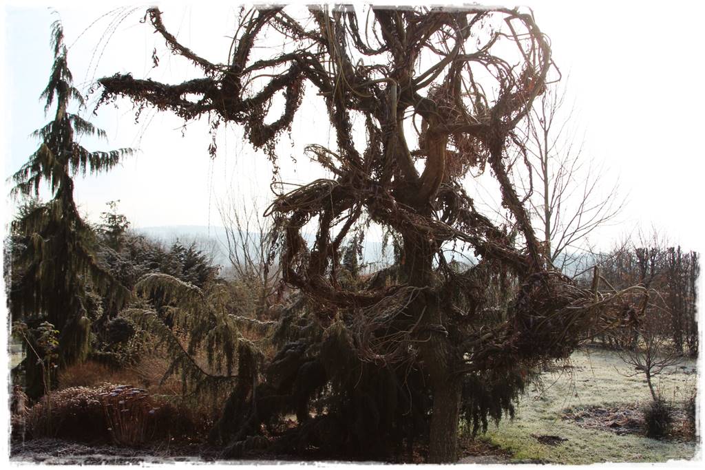 wierzby ozdobne w ogrodzie 9d