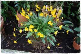 Egzotyczne storczyki 0