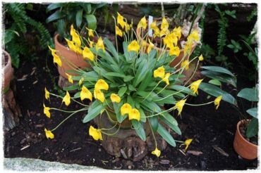 Egzotyczne storczyki 0