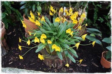 Egzotyczne storczyki 0