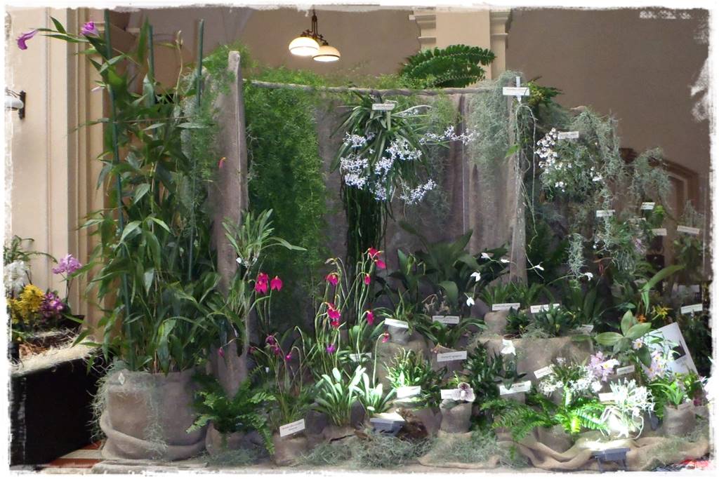 Egzotyczne storczyki 1