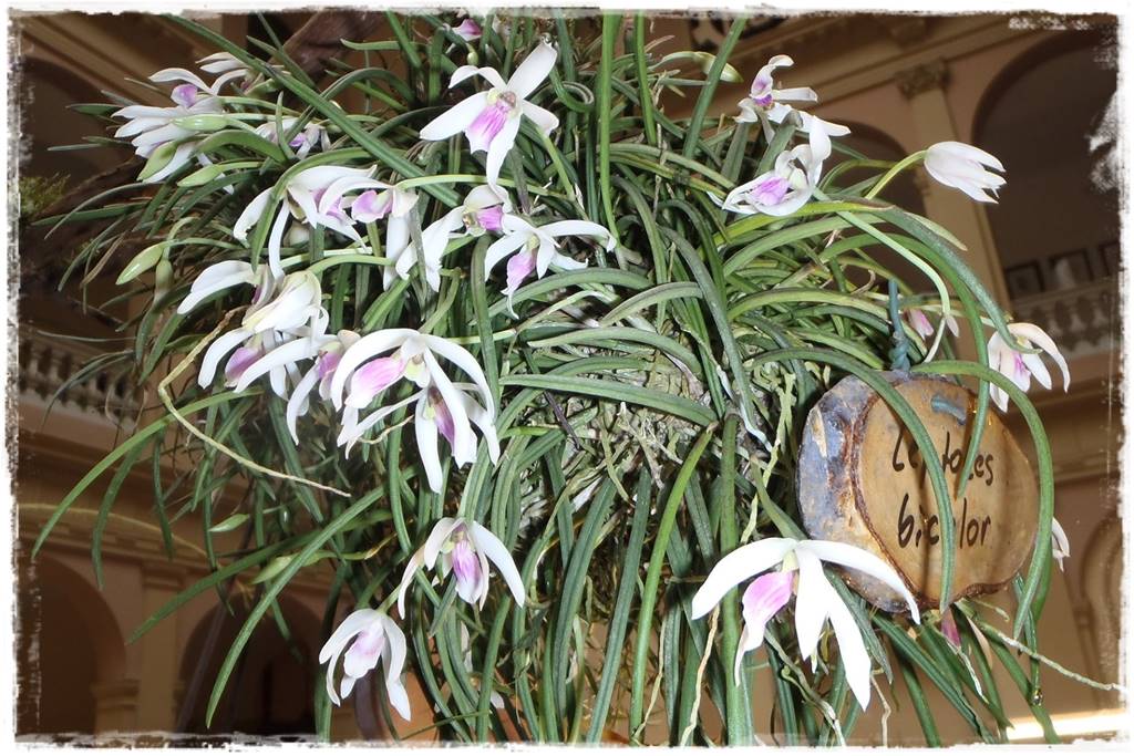 Egzotyczne storczyki 10