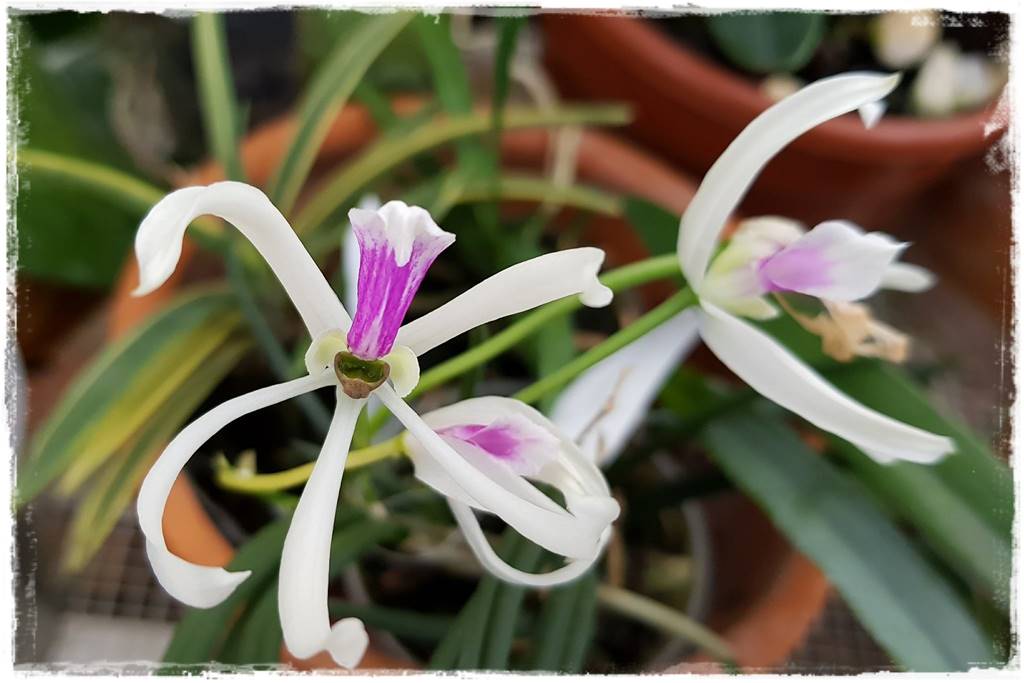 Egzotyczne storczyki 10a