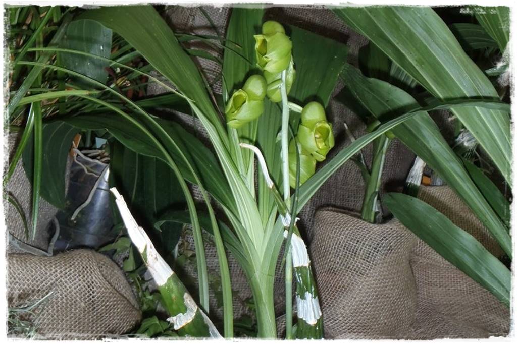 Egzotyczne storczyki 11