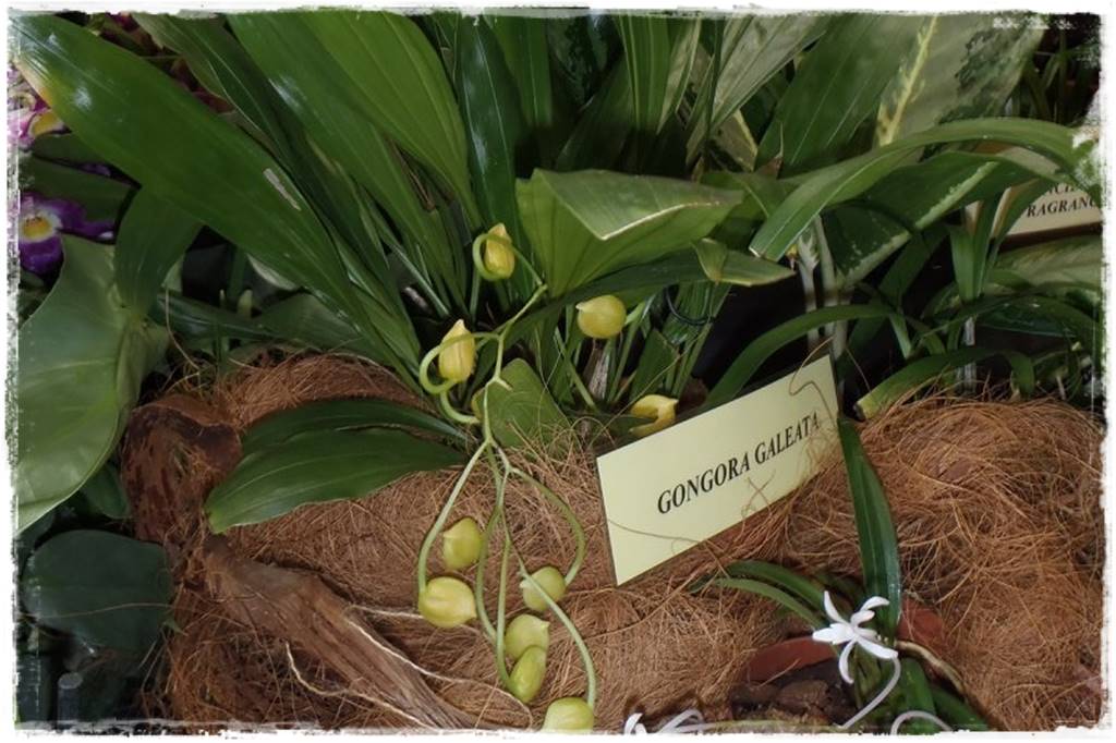 Egzotyczne storczyki 11a