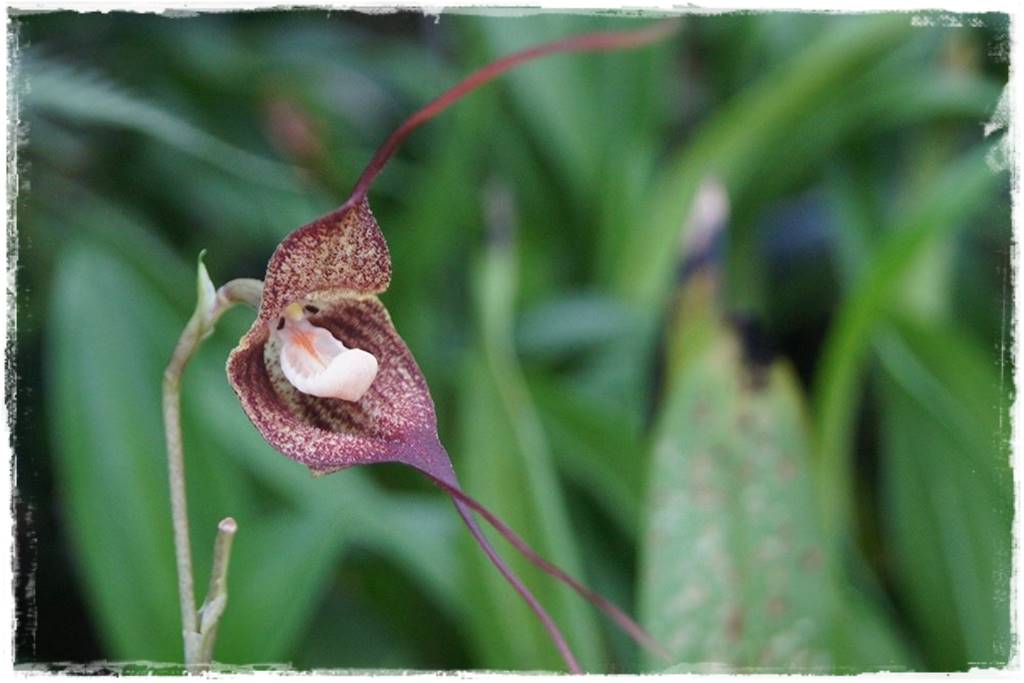 Egzotyczne storczyki 12