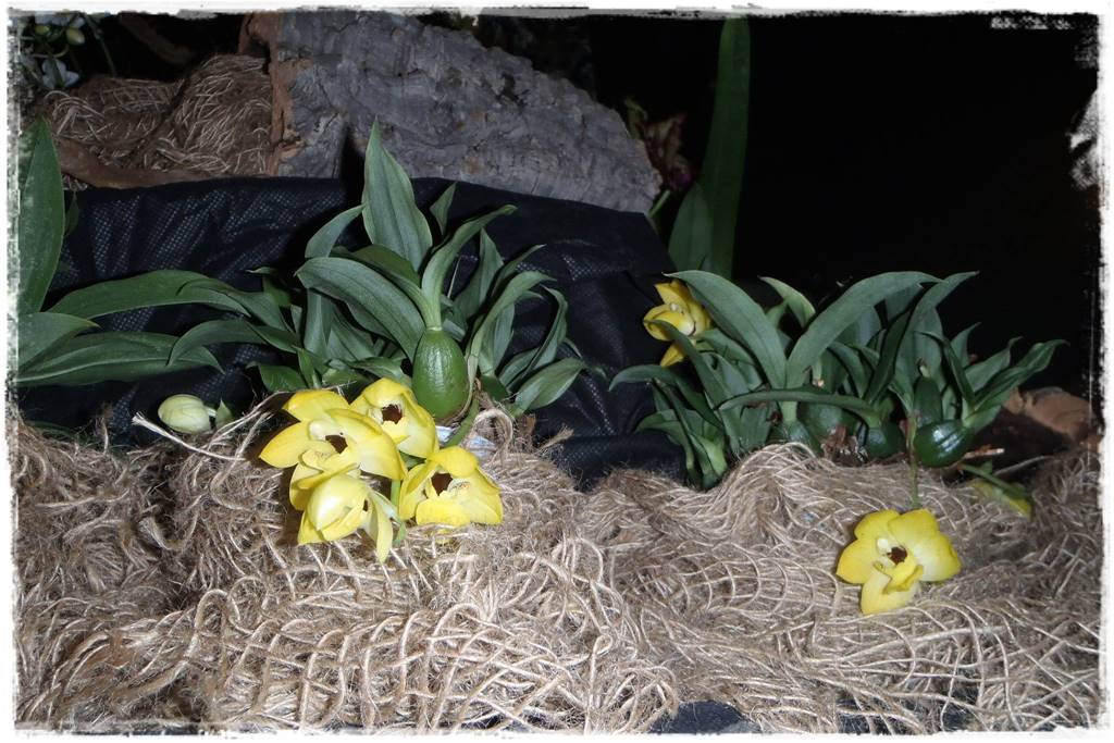 Egzotyczne storczyki 15