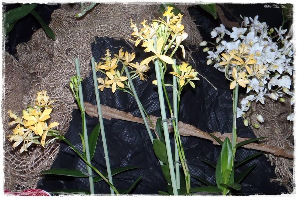 Egzotyczne storczyki 15a