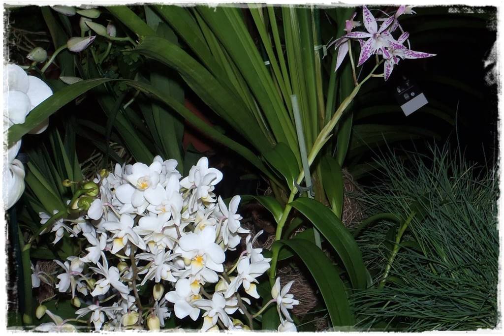 Egzotyczne storczyki 15b