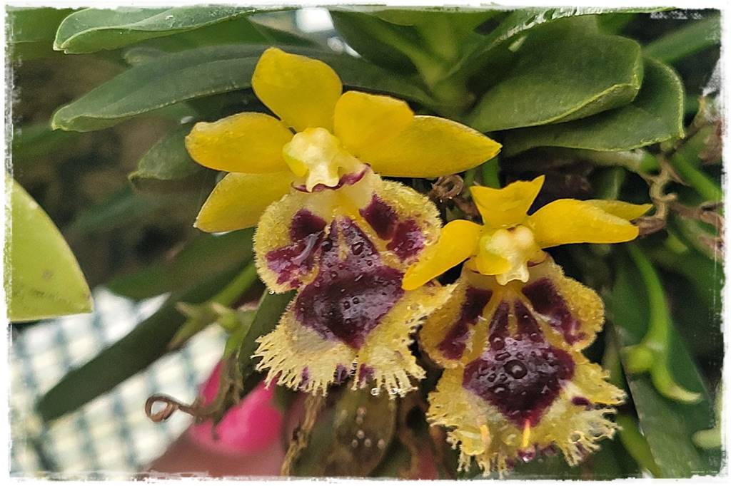 Egzotyczne storczyki 15c