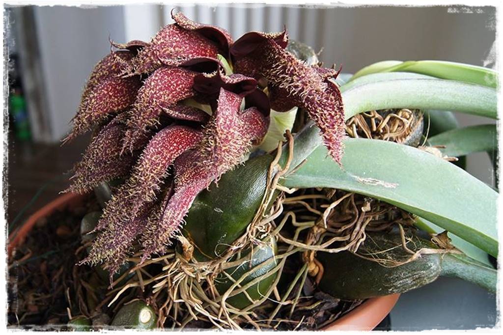 Egzotyczne storczyki 2