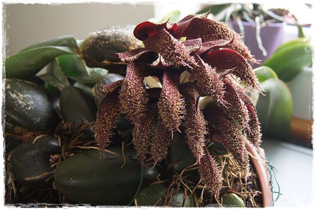 Egzotyczne storczyki 2a