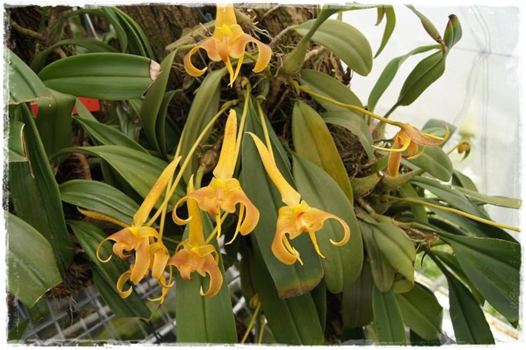 Egzotyczne storczyki 3