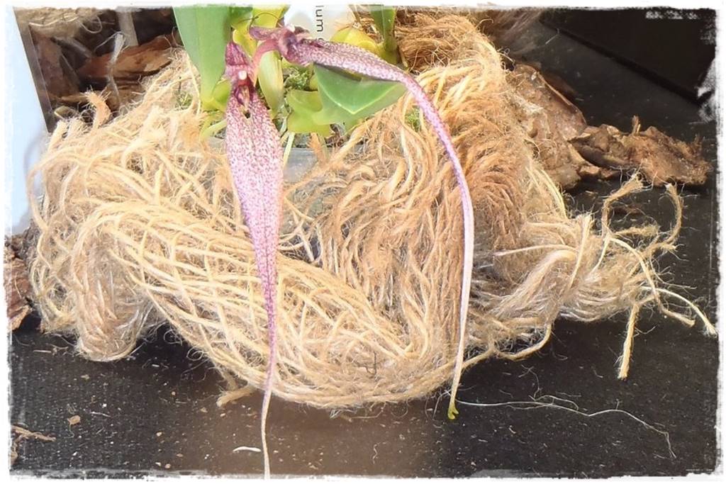 Egzotyczne storczyki 3a