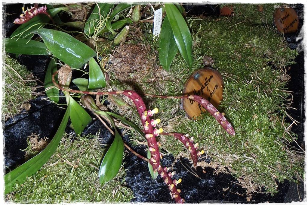 Egzotyczne storczyki 3b