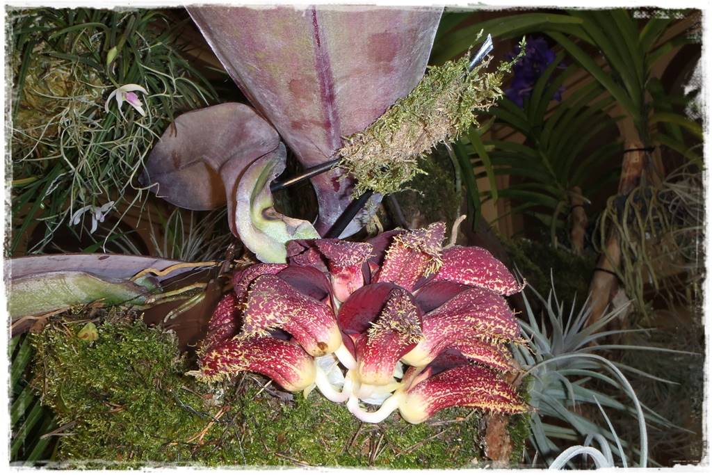 Egzotyczne storczyki 3c