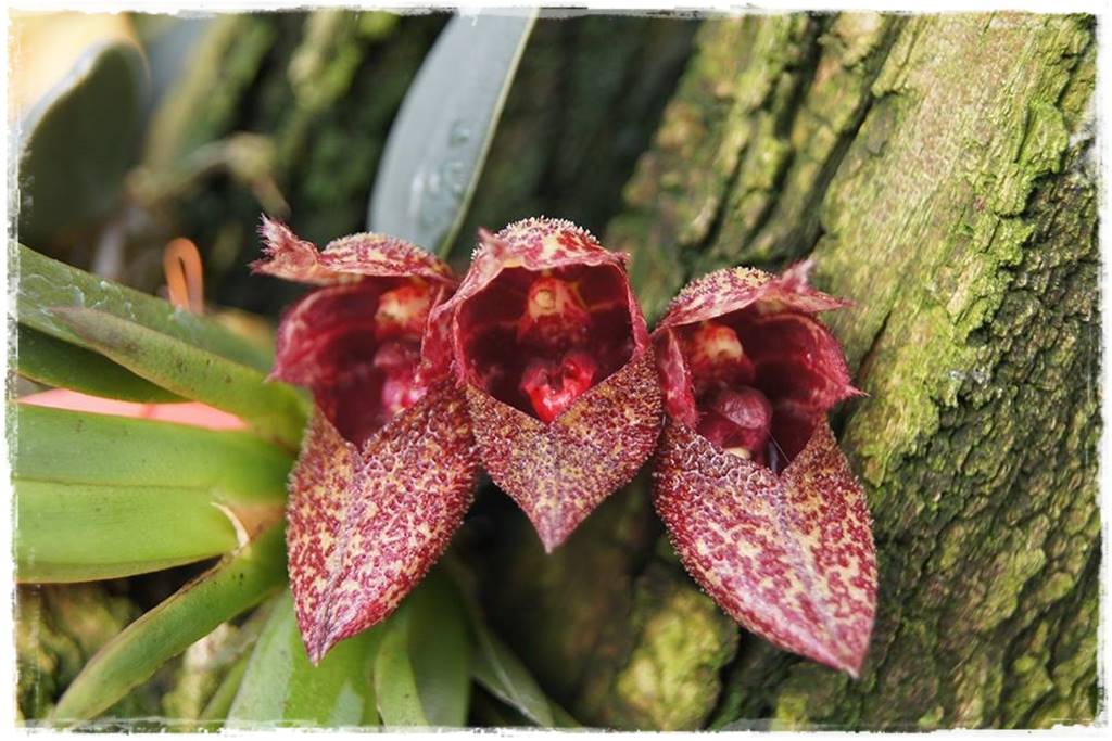 Egzotyczne storczyki 3e