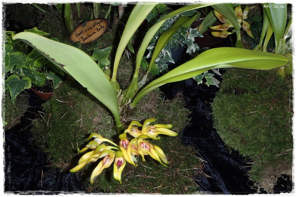 Egzotyczne storczyki 4