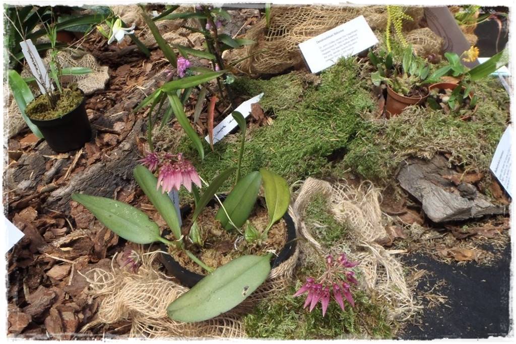 Egzotyczne storczyki 4a