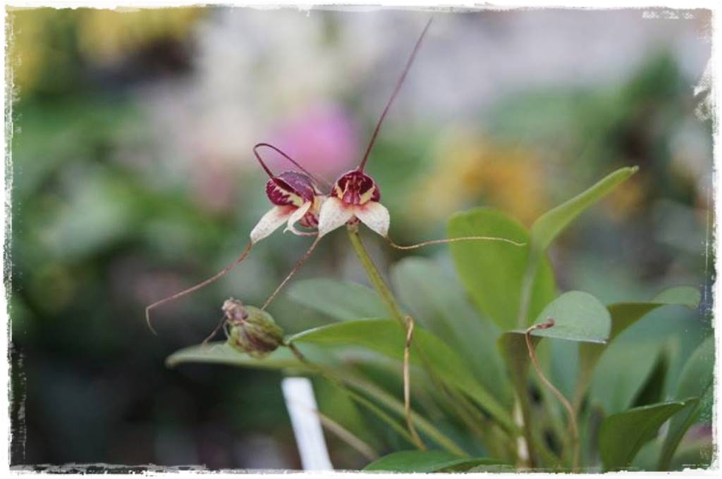 Egzotyczne storczyki 5