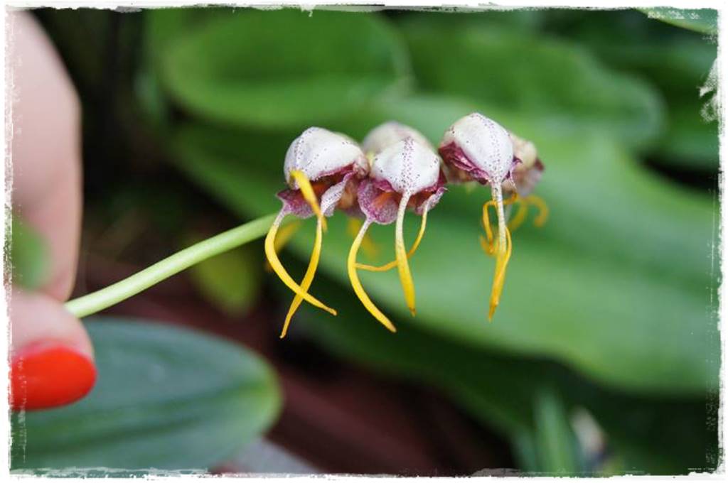 Egzotyczne storczyki 5a