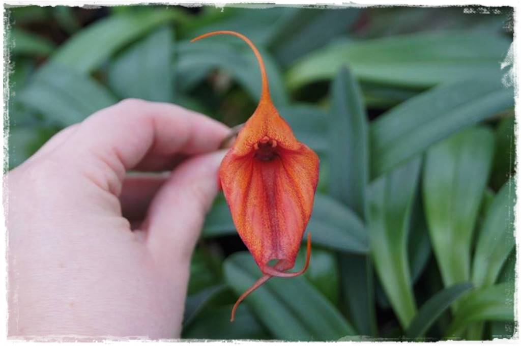 Egzotyczne storczyki 5b