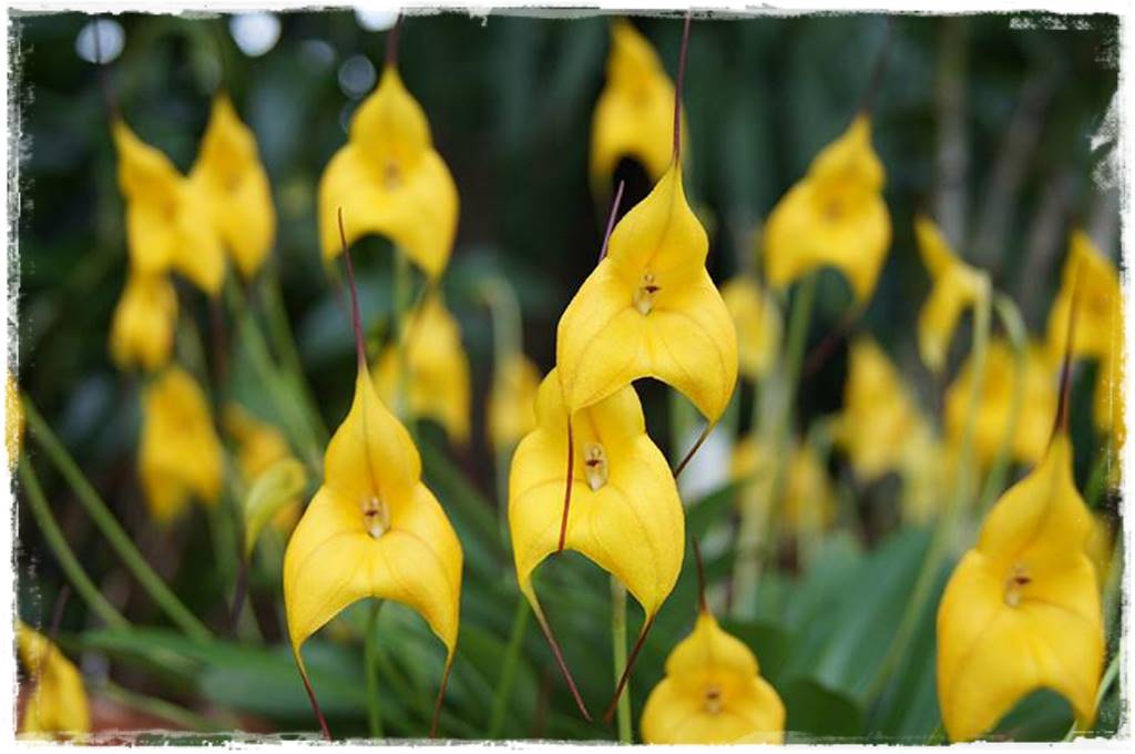 Egzotyczne storczyki 5c