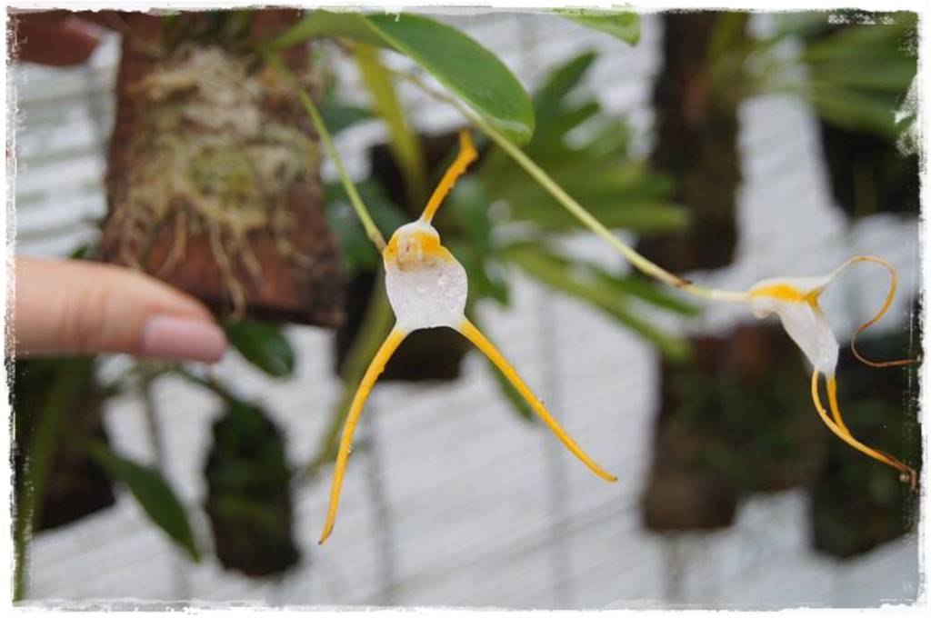 Egzotyczne storczyki 5e