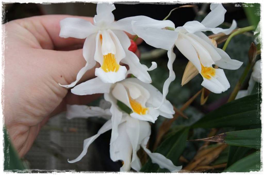 Egzotyczne storczyki 6