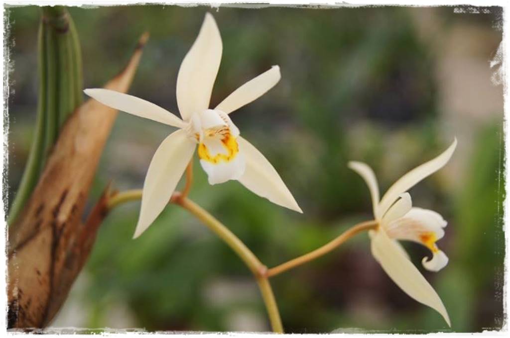 Egzotyczne storczyki 6a