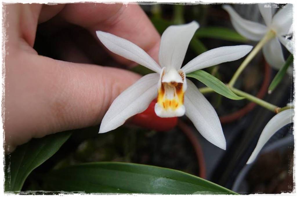 Egzotyczne storczyki 6b