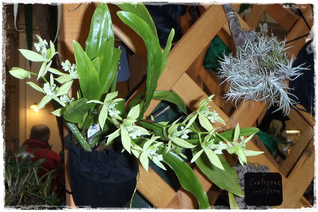 Egzotyczne storczyki 6c