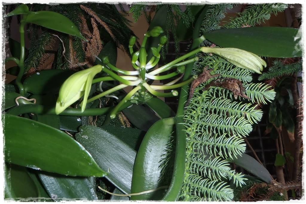 Egzotyczne storczyki 7