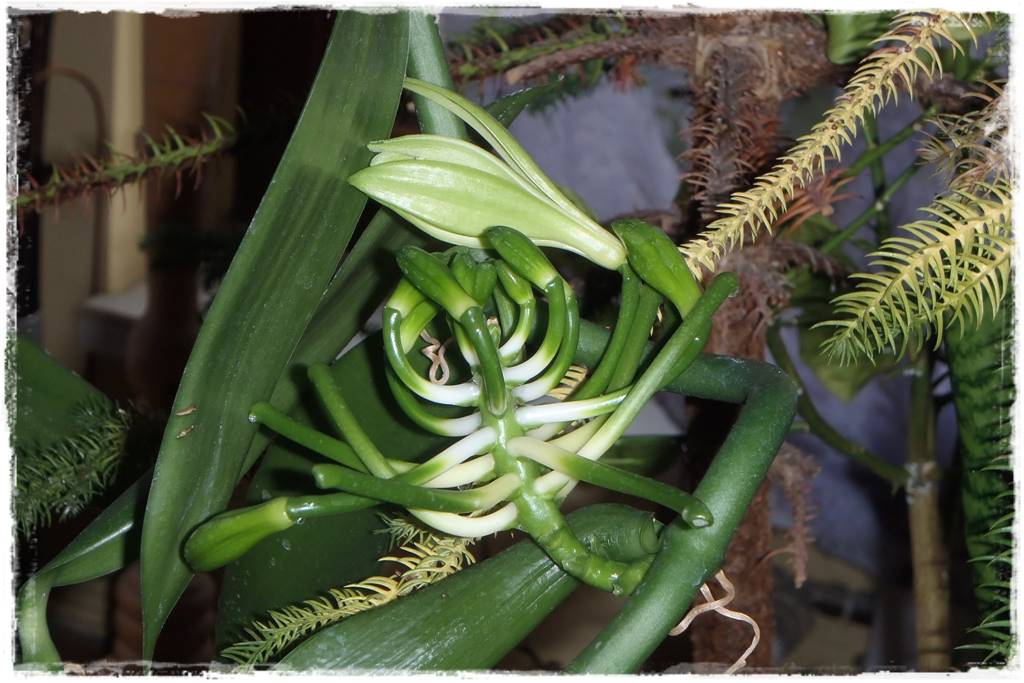 Egzotyczne storczyki 7a