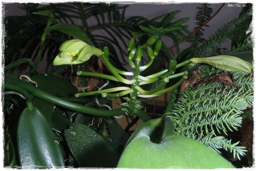 Egzotyczne storczyki 7b