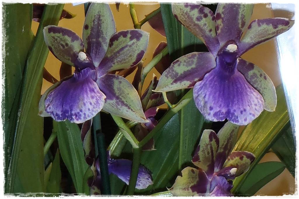 Egzotyczne storczyki 8