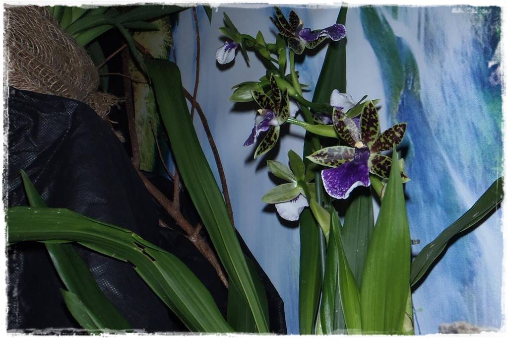Egzotyczne storczyki 8a